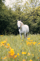 Obraz premium Chevaux dans les boutons d'or du Jura