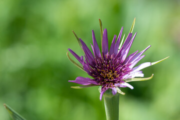 Close up of a common salsify (tragopogon porrifolius) flower in bloom