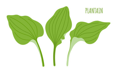 Plantain. A set of three green leaves of the medicinal herb plantain. Vector illustration isolated on white background. © NBvector