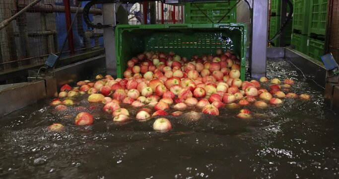 Transporting apples into a pool of water. Apples float and move through water, washing and sorting by the machine in a fruit packing warehouse