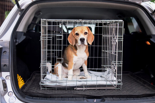 The beagle dog in a cage. Ready to travel. Wire box for keeping and safe transportation of the animal.