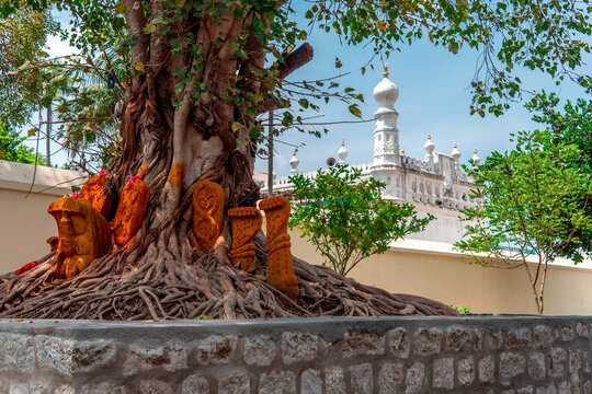 Hindu temple under a peepal tree (Ficus religiosa or sacred fig), set on its roots with a Muslim mosque behind it denoting religious harmony and co-existence