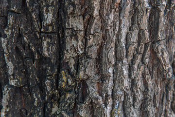 Bark close-up with unique patterns dark and light in color