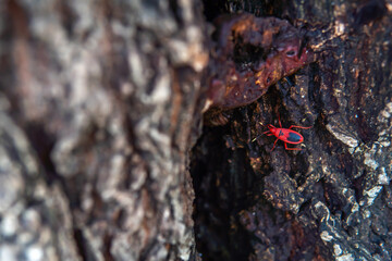 Pyrrhocoris apterus or Corizus hyoscyami that is commonly called as the plant bug with striking red and black color crawling on a tree trunk