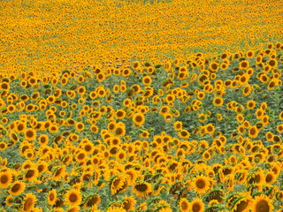 field of sunflowers