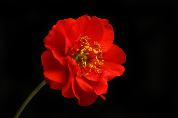 Geum against black