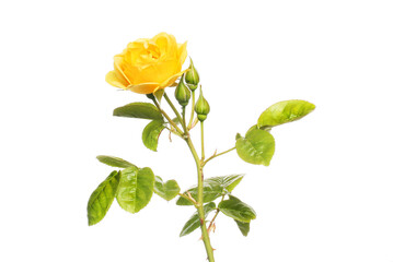 Rose flower and foliage
