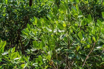 Mangrove forest leaves in canopy lit by sun on a bright day with bright leaves in front and darker leaves in the back