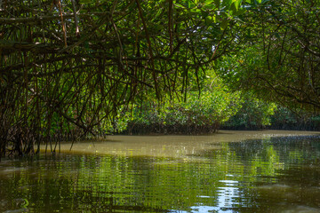 Fototapeta premium In a lush forest, a crystal-clear river meanders through clusters of vibrant trees, creating a serene, picturesque setting 