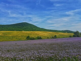 lavender field in the spring