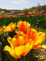 red and yellow tulips