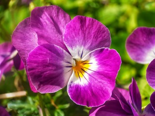 purple and yellow flowers