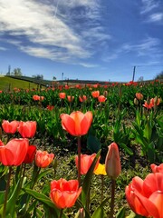 field of tulips