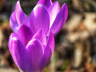 purple crocus flower