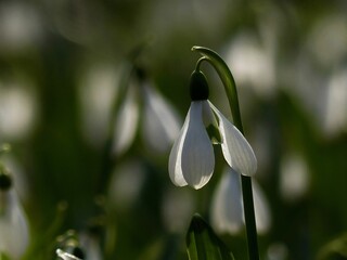 snowdrops in spring