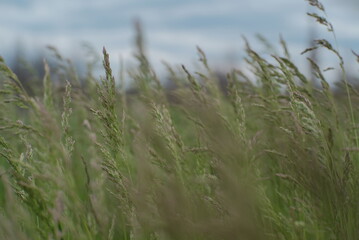 Obraz premium Grass in the wind, film color, directly from the fujifilm camera
