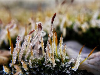 frost on the grass