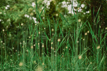 green grass with dew drops