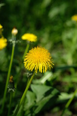 yellow dandelion in the grass