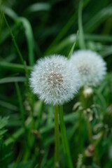 white dandelions in the grass
