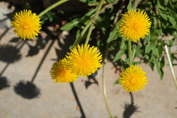 Fototapeta premium yellow dandelions