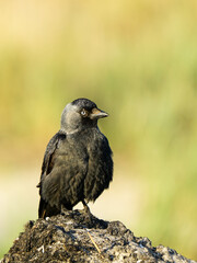 The western jackdaw, Coloeus monedula, or simply the jackdaw, sitting on the Baltic seashore