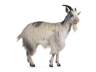 Sweet almost smiling white Dutch landrace goat, standing side ways. Head turned and looking beside camera. Isolated on a white background.