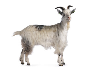 Sweet almost smiling white Dutch landrace goat, standing side ways. Head turned and looking  to camera. Isolated on a white background.