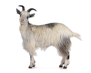 Sweet almost smiling white Dutch landrace goat, standing side ways. Head turned and looking  to camera. Isolated on a white background.
