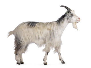 Sweet almost smiling white Dutch landrace goat, standing side ways. Head lifted up and looking side ways showing profile. Isolated on a white background.