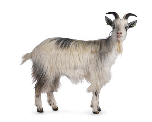 Sweet almost smiling white Dutch landrace goat, standing side ways. Head turned and looking to camera. Isolated on a white background.