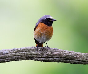 Male common redstart