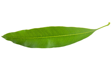 Fototapeta na wymiar A single, fresh and otganic mango leaf showcases its healthy stage in appearance and is recognized as a symbol of good health and well-being