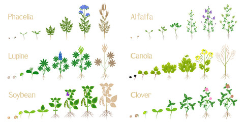 Growth cycles of green manure plants on a white.