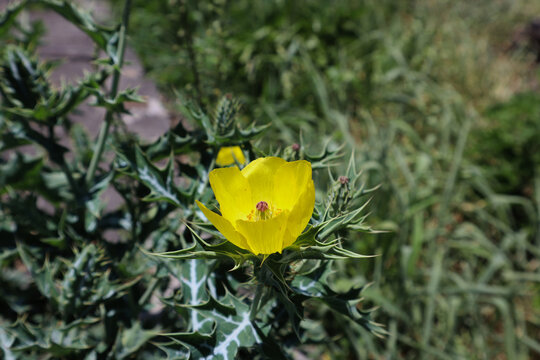 Mexican Prickly Poppy Close-Up bright yellow latex Argemone mexicana flowering thistle, cardo or cardosanto
