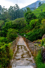 Fototapeta na wymiar A hanging bridge leading towards a dense forest in a jungle in Munnar, Kerala, India