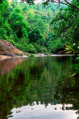 A winding river gently flows through the vibrant foliage of the dense forest. The forest is beautifully surrounded with greenish plants and trees.
