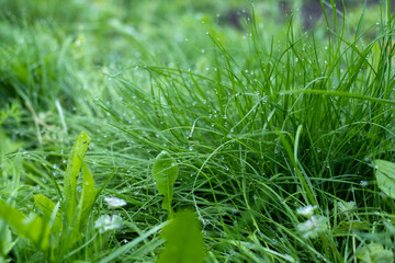 Morning dew on green grass