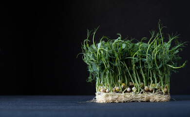 Sprouted pea grains on a dark background