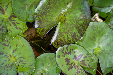 Close up of lily pond leaves in a pond.
