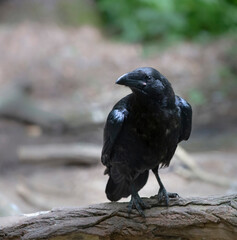 Black raven