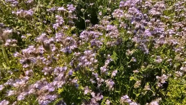 lila Blüten mit vielen Bienen und Hummeln auf Feld, Insekten, wild, bestäuben, blauer Himmel mit Wolken