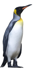 Penguin. PNG file - 610399834