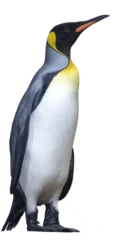 Fotobehang Penguin. PNG file © Elena Schweitzer