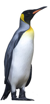 Penguin. PNG file