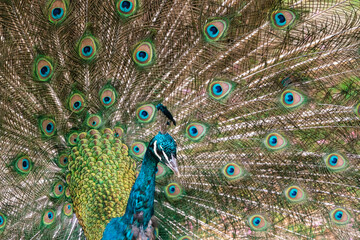 Obraz premium Peacock 
