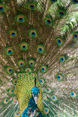 Obraz premium Peacock 