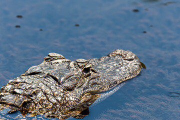 Alligator in the water 