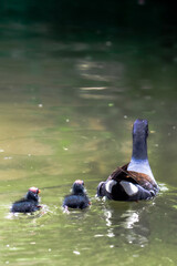 Family of Common gallinule