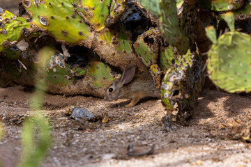 Desert cottontail rabbit, Sylvilagus audubonii, hiding under some prickly pear cactus, in beautiful morning light in the Sonoran Desert. Tucson, Arizona, USA.